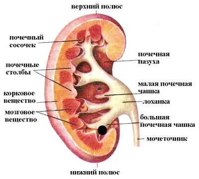 Как я с камнем боролся | Пикабу