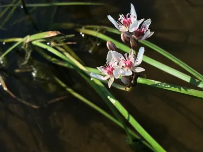 Камыш Табернемонтана ф. “Зебринус”, камыш “Зебринус” (Scirpus  tabernaemontani var. zebrina) (контейнер 2-3л) | Aquarium-Style