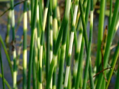 Камыш Табернемонтана 'Zebrinus (Scirpus tabernaemontani 'Zebrinus')