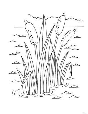 Купить Scirpus tabernaemontani Zebrinus (Камыш Зебринус), купить камыш  Зебрина, водные растения