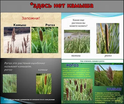 Мастер-класс «Изготовление рогоза (камыш)» (7 фото). Воспитателям детских  садов, школьным учителям и педагогам - Маам.ру