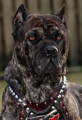 канарский дог | Mastiff breeds, Cane corso dog, Beautiful dogs