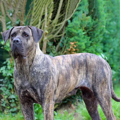 Канарская собака (Канарский дог, перро де преса канарио) / Perro de Presa  Canario (Canary Dog, de Presa Canario, Dogo canario) - PetsPoint.ru