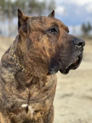 Канарский дог (Dogo Canario) - это крупная, сильная и активная порода собак.  Фото, описание, отзывы владельцев.