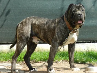 Открыт для вязок канарский дог Presa Canario: 750 $ - В'язка Київ на Olx