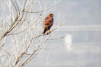 Обыкновенный канюк. (Buteo buteo). Фотограф Александр Шипиленко