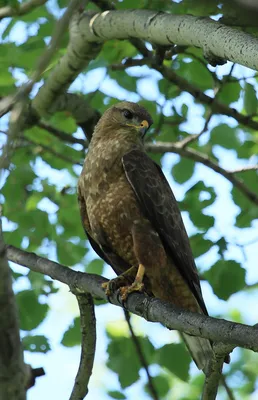 Обыкновенный канюк (Buteo buteo)... - Дикая природа Латвии | Facebook