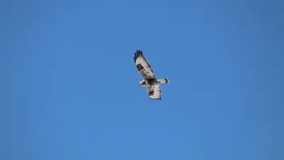 Канюк (Buteo buteo). Птицы Европейской России.