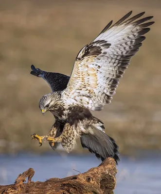 Обыкновенный Канюк Buteo Buteo В Полете Канюки В Естественной Среде  Обитания Ястребиная Птица На Земле Хищная Птица Крупным Планом Зимняя Пти —  стоковые фотографии и другие картинки Дикие животные - iStock