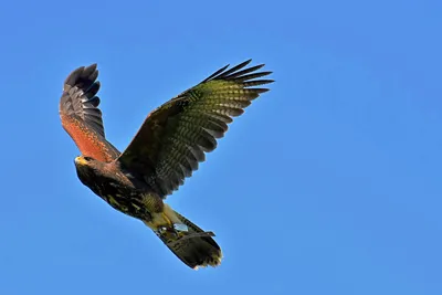 Восточный канюк (Buteo japonicus). Птицы Сибири.