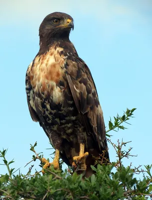 Обычный Канюк (Buteo Buteo), Хищная Птица, Стоящая В Лесу Весенним Днем  Фотография, картинки, изображения и сток-фотография без роялти. Image  73394773