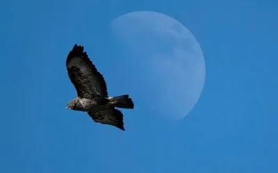 Канюк (Buteo buteo). Птицы Европейской России.