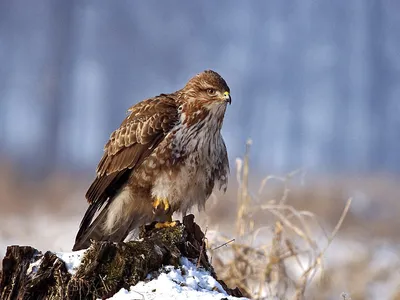 Канюк. Фотограф Анна Голубева