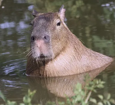 Capybara - YouTube