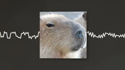 Capybara Song / Капибара | Know Your Meme