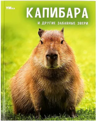 Что это за животное капибара и почему оно стало таким популярным у детей? -  Dubhumans