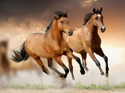 Карабахская лошадь фото