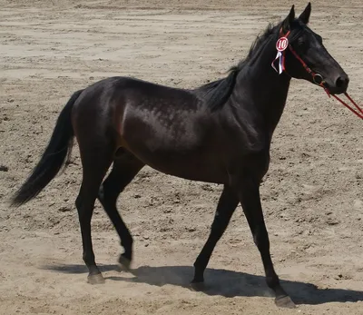 Карачаевская лошадь фото