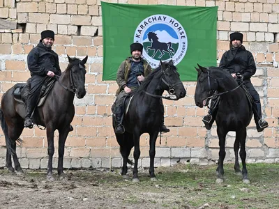 Впечатляющие фотографии Карачаевской лошади для вашего вдохновения