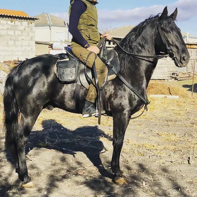 Уникальные фотографии Карачаевской лошади для вашего удовольствия