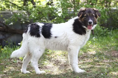 Файл:Bulgarian Shepherd Dog 16.jpg — Википедия