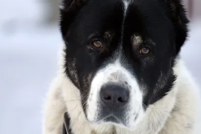 Пропала собака \"Но'ра\" на Больничном переулке, 4 | Pet911.ru