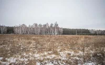 Караканский бор в Новосибирской области стал природным парком | ОБЩЕСТВО |  АиФ Новосибирск