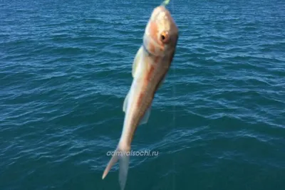 Всем привет👋 продолжение с чего все началось 🦈 | Sochi Fishing Black Sea  | Дзен