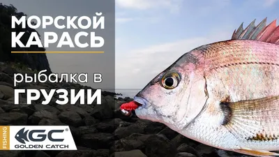 Лазаревское, морская рыбалка на микроджиг перед Новым годом