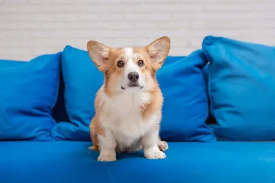 Собака кардигана Corgi Welsh на изолированной черной предпосылке Стоковое  Фото - изображение насчитывающей пушисто, кардиган: 85311348