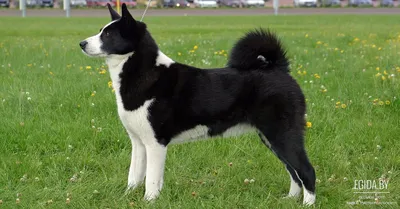 Карельская медвежья собака (Karelian Bear Dog) (Породы собак) карельская  медвежья собака, карельская лайка, финская лайка, финский шпиц, щенки  лайки, сибирская лайка, западная лайка, лайка собака Энциклопедия о  животных EGIDA.BY