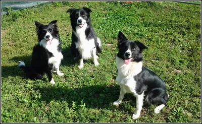 Карельская медвежья собака (Karelian Bear Dog) - это храбрая, независимая и  преданная порода собак. Описание, фото и отзывы.