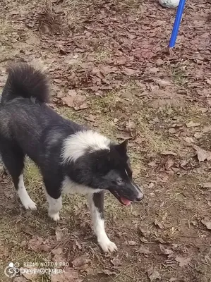 KARELIAN BEAR DOG／KARELIAN BEARHOUND | Karelian bear dog, Dogs, Dog tumblr