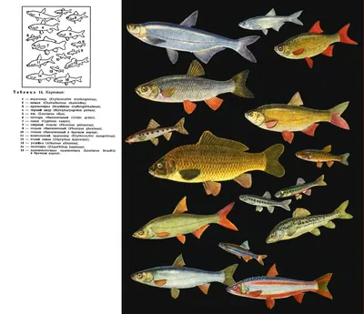 Animalia Рыб Семейства Cyprinidae Aquariophilia Декоративные Экзотические Карповые  Рыбы Cyprinus Carpio — стоковые фотографии и другие картинки Без людей -  iStock