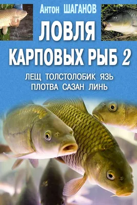 Карась, рыба карась, карповые, …» — создано в Шедевруме