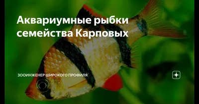 Аквакультура переходит на льготные кредиты