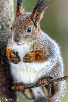 Тульские белочки 🐿🧡 #белка #squirrel #белочка #рыжаябелка #животные  #animals #белкаиорешки #природа #nature #осень #autumn #fall… | Instagram