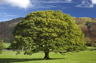 🌳 Искусственное дерево: Берёза, 150-550см купить » Искусственные растения  с доставкой по всей России