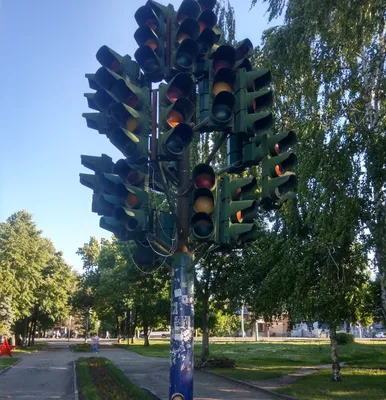 Тюльпановое дерево