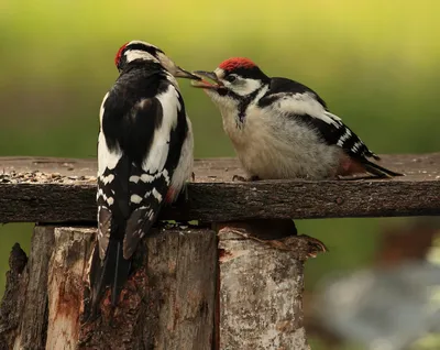 Сирийский дятел - eBird