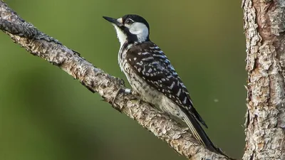 Самец большого пестрого дятла кормит своего малыша — Фото №1439973