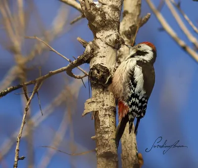 Сирийский дятел - eBird