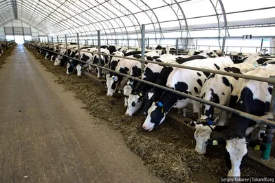 Строительство животноводческой фермы: экономия без потерь - свежая статья о  быстровозводимых коммерческих зданиях от ЗМК Андромета