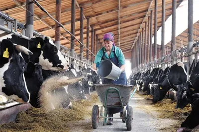 Как производят молоко. Молочная ферма с самой большой автоматической  доилкой в России | Пикабу