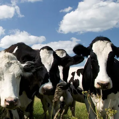 Современная инновационная молочная ферма - как создать прибыльный бизнес -  с чего стартовать Алексей Орлов Agricultural Consulting