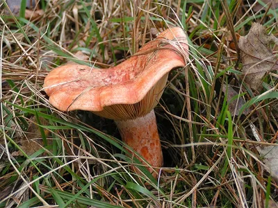 Гриб Рыжик настоящий Lactarius deliciosus - купить мицелий грибов в  интернет-магазине