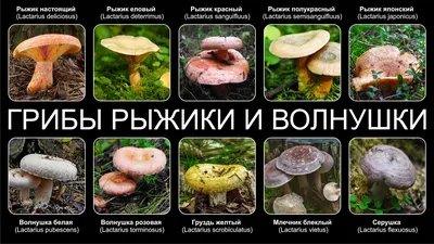 Рыжик настоящий (Lactarius deliciosus) – Грибы Сибири