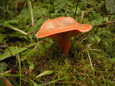 Грибы Калужской области: Рыжик настоящий (Lactarius deliciosus) Все фото  гриба на сайте