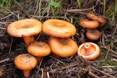 Рыжик сосновый - Lactarius deliciosus - Грибы Уломы Железной