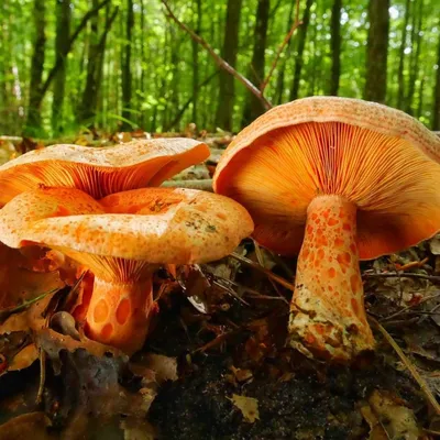 Mushrooms - Рыжик Гриб рыжик имеет шляпку, достигающую у зрелых  представителей 15 см, плоскую, но чаще вдавленную в центре. Края немного  согнуты. В процессе созревания шляпка становиться воронковидной  (отличительный признак рыжиков). Оттенки